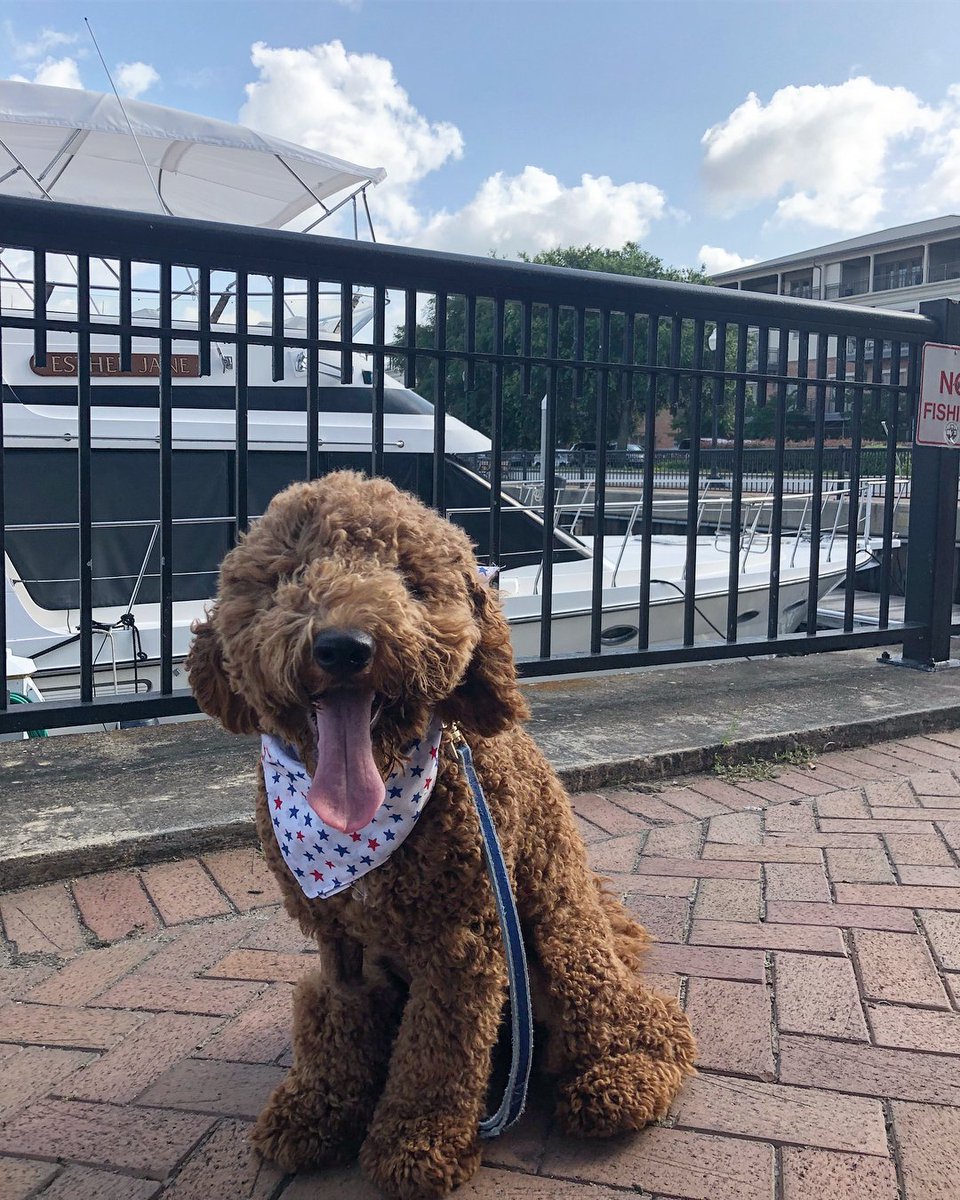 VisitPensacola's tweet photo. I'd be his first mate any day 🐶 📷 @the_doddle_captain #FidoFriday #experiencepcola #clpicks #clpets #lovefl https://t.co/R0wK83rWrt