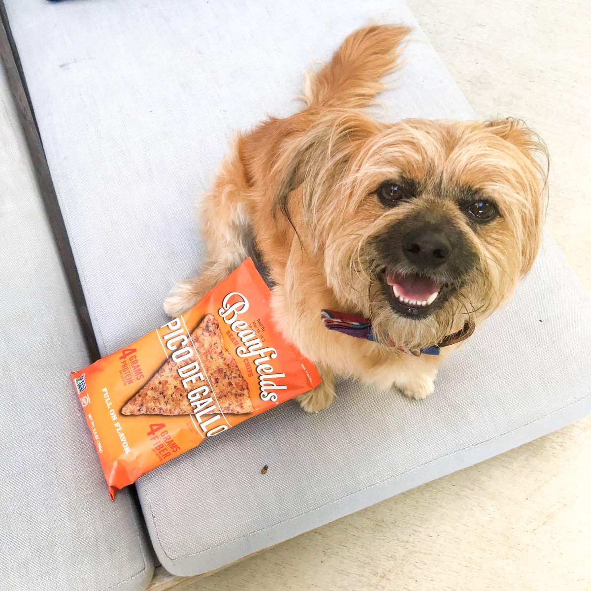 BeanfieldsSnack's tweet image. My love for #Beanfields is more than just puppy love