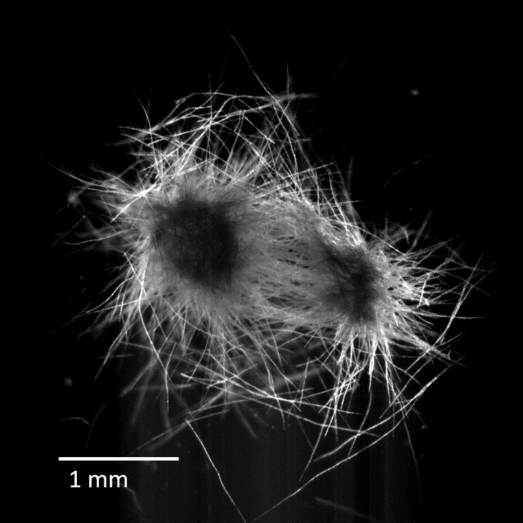 upfreundt's tweet photo. Thanks #ISME2018 for awarding my work + talk on the aggregation behavior of important marine N2-fixing cyanobacteria #Trichodesmium with a Tom Brock Young Postdoctoral Award 2018. I feel deeply honored.
Big thanks to Anupam Sengupta, Martin Ackermann, @StockerRoman.
#MarineLife https://t.co/Bte69WUIu7