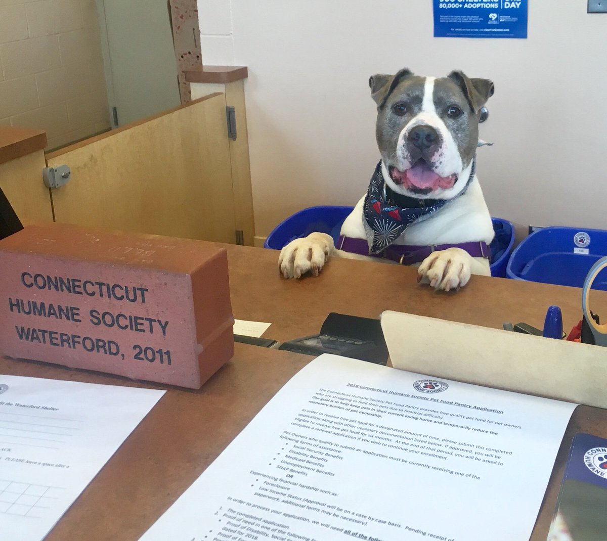 cthumane's tweet photo. "Cookie delivery? Yeah, I can sign for that." #FrontDeskHelper #CThumane #Waterford https://t.co/Q20cz54Iah