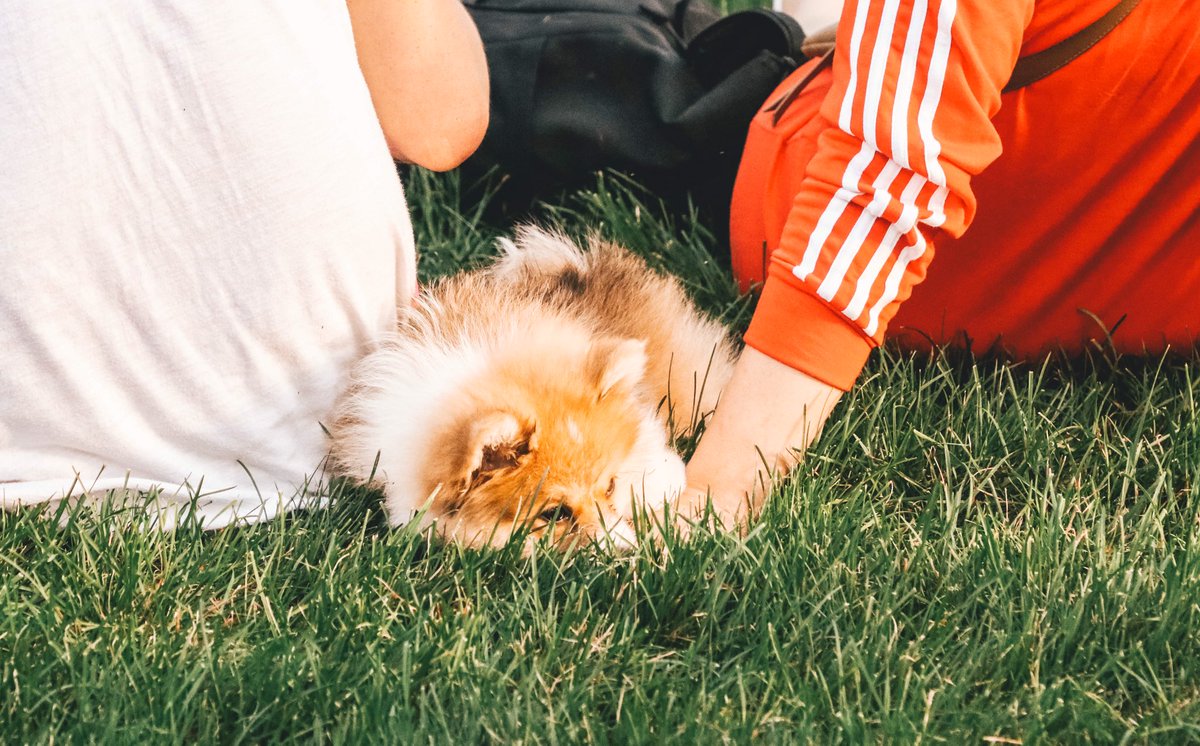 Possibly the most important photos I took all season. This pup was the best audience member in the Crown drums lot @ Indy 😍