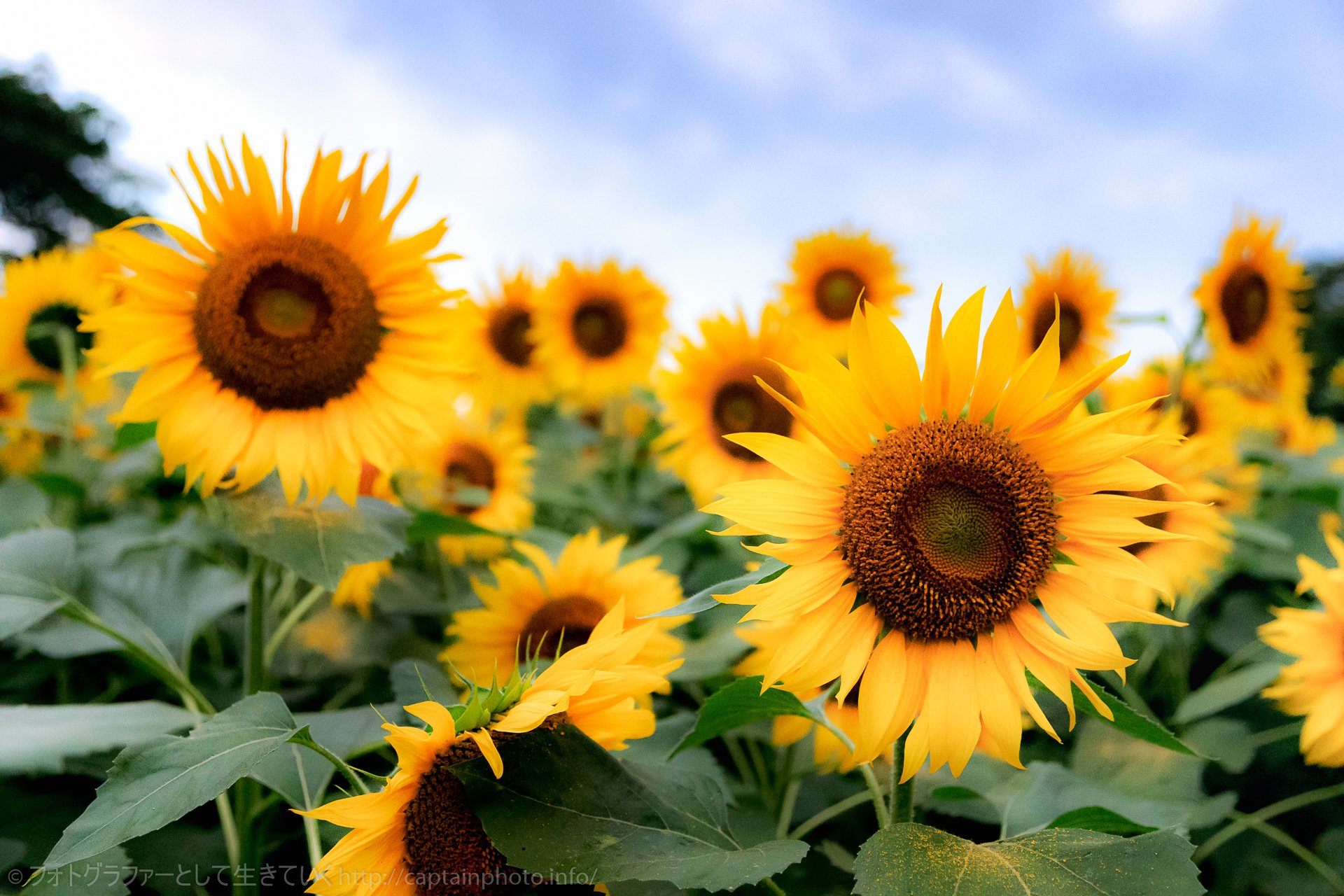 せんちょさん せんちょさんの花言葉コーナー ひまわり 向日葵の花言葉は 憧れ あなただけを見つめる とかですが これも色 形 さらには本数でも意味が変わるそうですｗ 白は 程よき恋愛 紫は 悲哀 大輪のは 偽りの愛 にせ金持ち 小