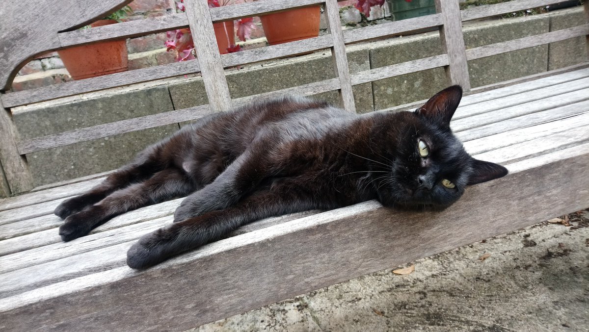 Libby wishes everyone a happy #BlackCatAppreciationDay .