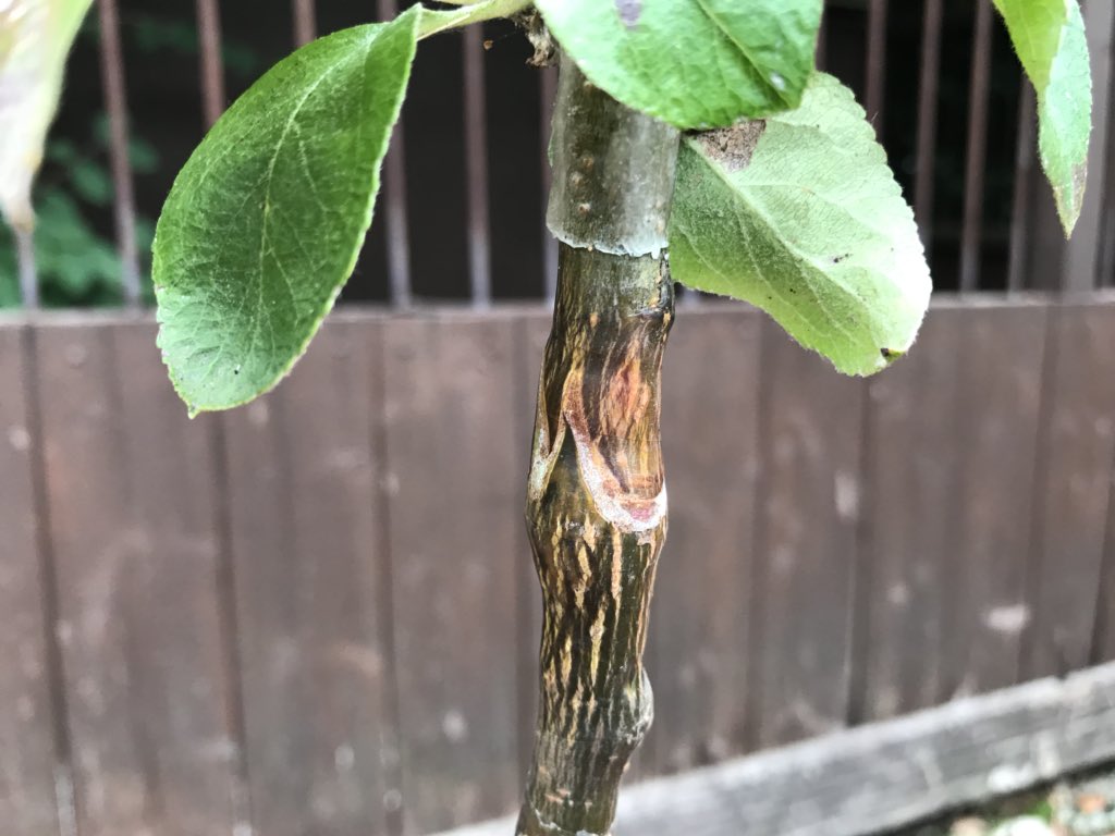 Garden_Ninja's tweet photo. My graft skills bring all the boys to my yard and Iโm like theyโre better than yours! Blog update on their progress to follow. Are you a grafter?! #treegrafting #trees #treesofinstagram #gardening #apples #gardenchat https://t.co/aIgZrpnZbX