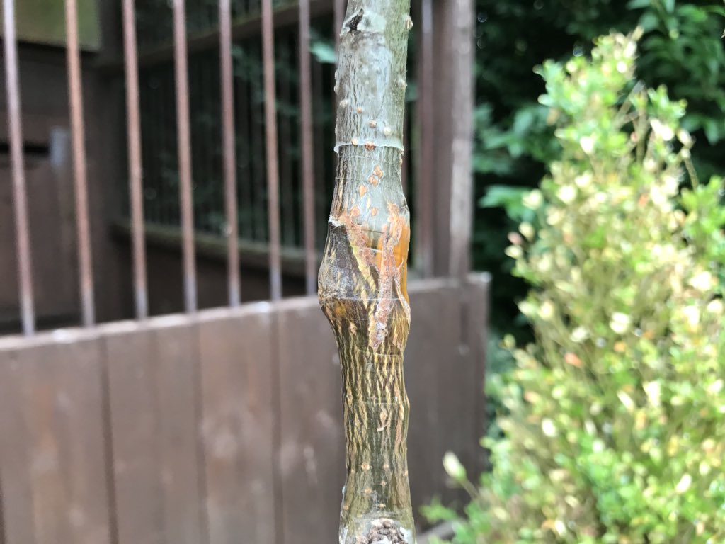 Garden_Ninja's tweet photo. My graft skills bring all the boys to my yard and Iโm like theyโre better than yours! Blog update on their progress to follow. Are you a grafter?! #treegrafting #trees #treesofinstagram #gardening #apples #gardenchat https://t.co/aIgZrpnZbX