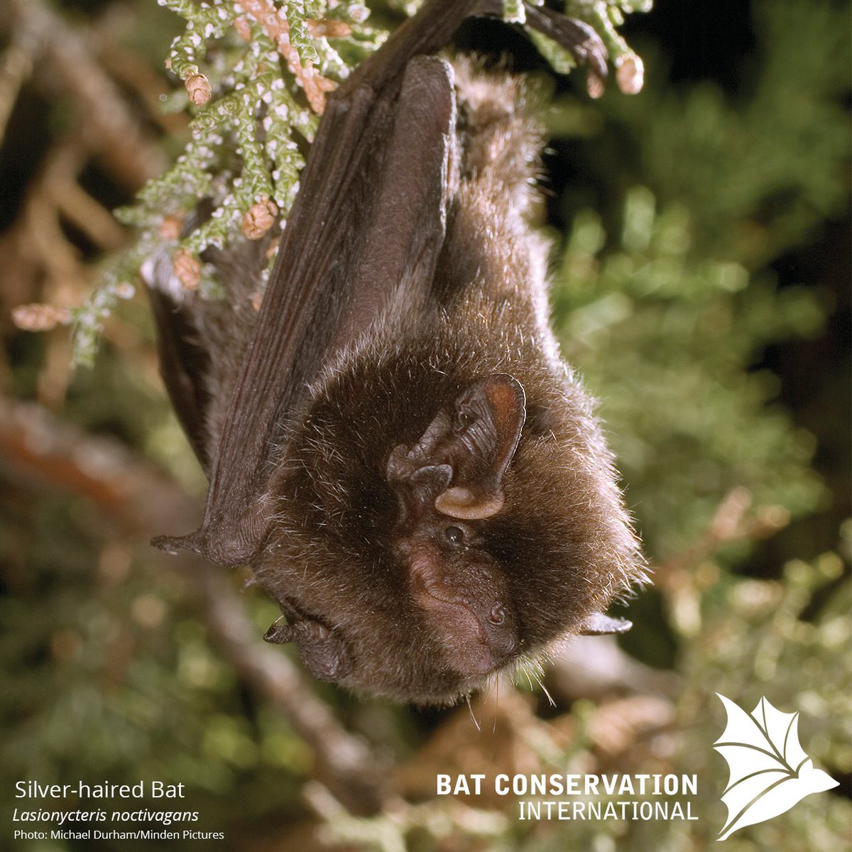 Bat Conservation Int On Twitter This Silver Haired Bat Is All Of