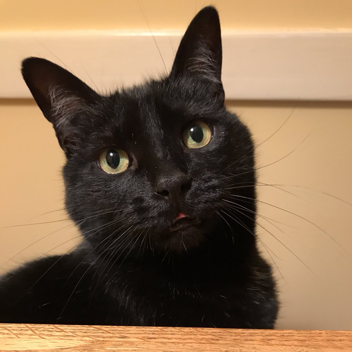 At my house, every day is #BlackCatAppreciationDay