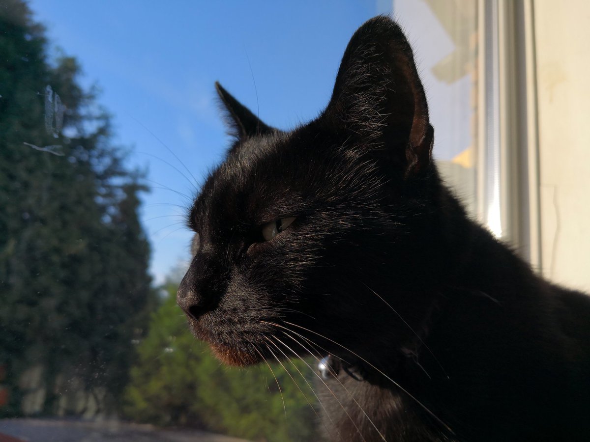 APlainSandwich's tweet photo. What a great day, it's #BlackCatAppreciationDay I think it's treat time for Jak! :3

#blackcatawarenessday #cat #cute #kawaii #kitty #treats #dreamiest #mypet #animalsa https://t.co/8xEd1orcdi