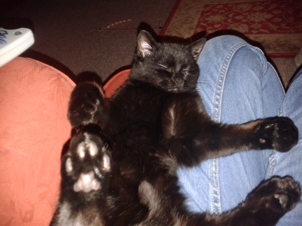 NGnome's tweet photo. @PDSA_HQ That Friday Feeling... https://t.co/lpwOA4ErJx