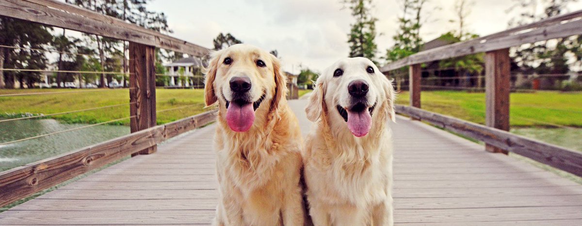 Morris_Animal's tweet photo. All the blood samples collected for the #GoldenRetrieverLifetimeStudy will provide invaluable information not only for current researchers, but for researchers in the future as well. Learn more: https://t.co/Ypvi4Lhsye #caninestudies #MAFstudy #dogs https://t.co/ZlWY404Y7w
