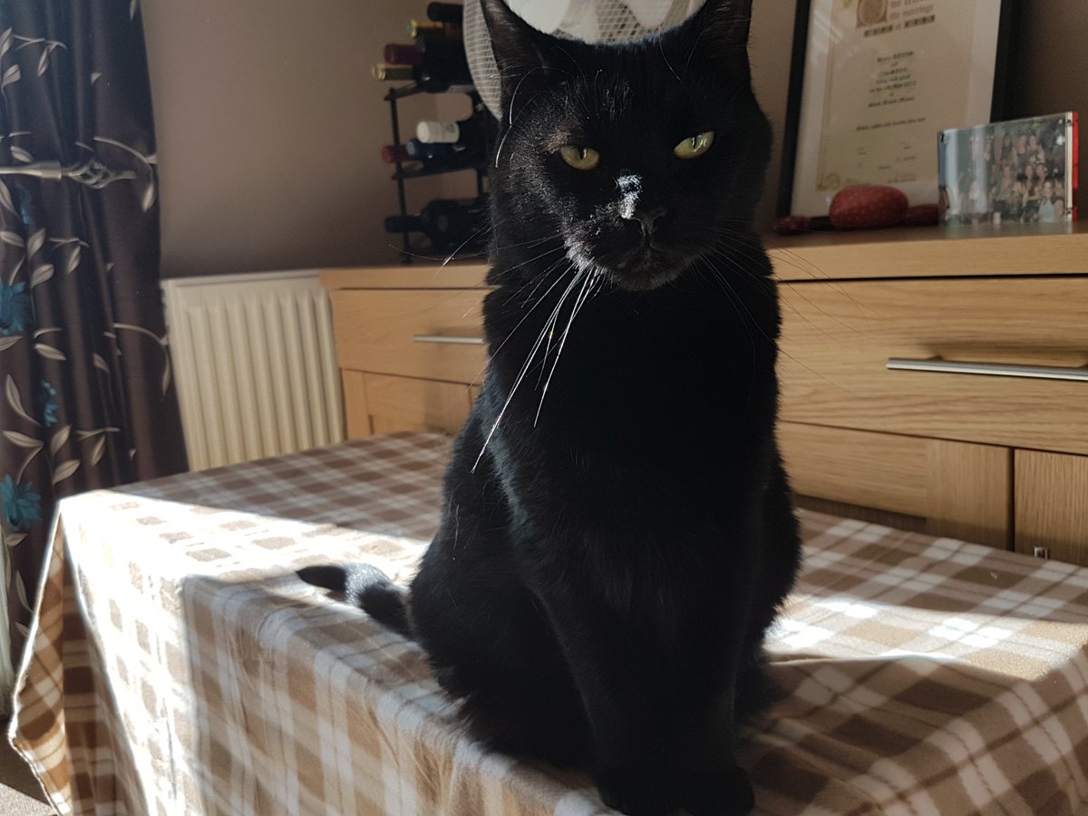 AmyHavis's tweet photo. @TreasuryMog My mummy and daddy think I'm ever so handsome...#BlackCatAppreciationDay https://t.co/s3DJYBlV0Z