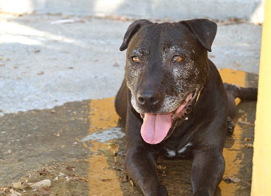 ArcadeNoeSevill's tweet image. Pasan los años, pasan los meses, pasan los días y nuestra bella Heidi se va apagando en nuestro refugio. Tiene ya 11 años y es un amor de perra. Lo pasa fatal en su jaula, llora cuando te vas y se muere por una caricia... ¡Que no te engañe su apariencia y ADOPTA A HEIDI!