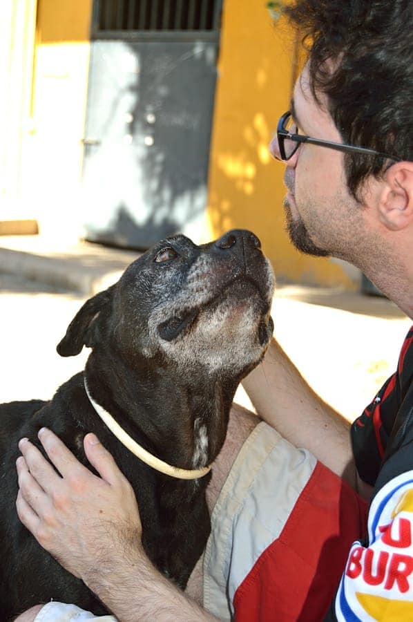 ArcadeNoeSevill's tweet image. Pasan los años, pasan los meses, pasan los días y nuestra bella Heidi se va apagando en nuestro refugio. Tiene ya 11 años y es un amor de perra. Lo pasa fatal en su jaula, llora cuando te vas y se muere por una caricia... ¡Que no te engañe su apariencia y ADOPTA A HEIDI!