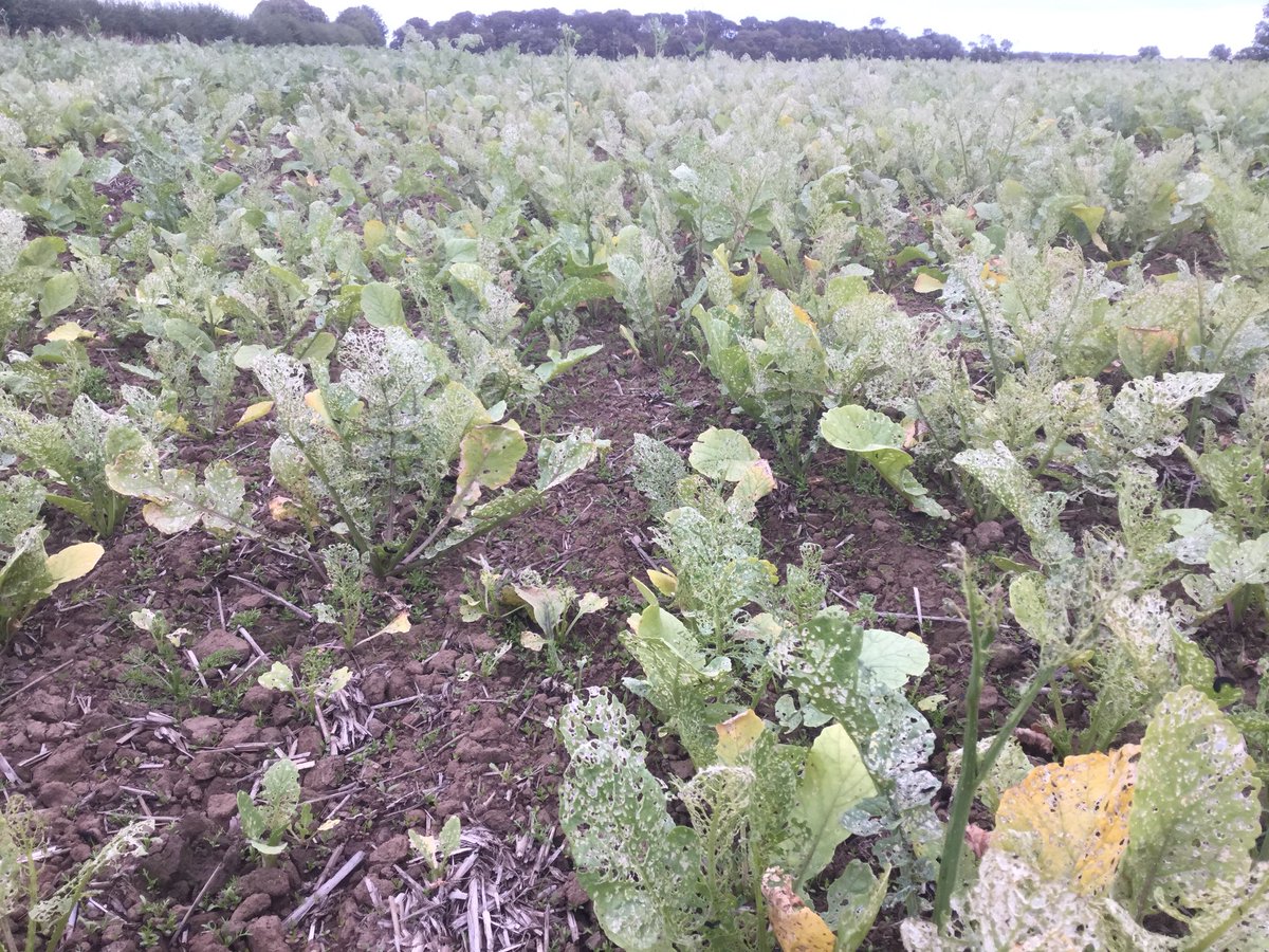 geert070760's tweet photo. Where did these little buggers come from so quickly? Eaten in 1-2 days. #turnipsawfly #oilradish https://t.co/wvYa5WNOMv
