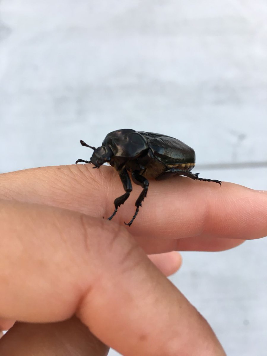 JodyBugsMeUNL's tweet photo. I’m an uncover agent w/ Neighborhood Bug Watch (if that were a thing). I check ash for EAB, lindens for JB damage, evergreens for bagworms & logs for carpenter ants. Last night I was surprised to find I’m not the only one peeking into someone else’s tree hole #osmoderma #scarab https://t.co/cjCJ3iyw2M