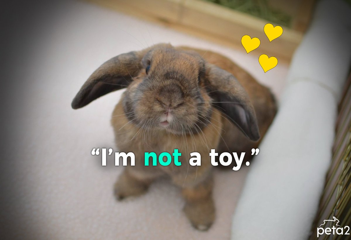 PETA UK (@PETAUK) on Twitter photo 2023-01-22 16:38:00 Animals are NOT toys! A lot of people who buy rabbits don't realise how much responsibility it is to have one. Once the excitement wears off, many humans grow bored of their bunnies and neglect them 😥🐰 #RabbitYear #AdoptDontShop Animals are NOT toys! A lot of people who buy rabbits don't realise how much responsibility it is to have one. Once the excitement wears off, many humans grow bored of their bunnies and neglect them 😥🐰 #RabbitYear #AdoptDontShop