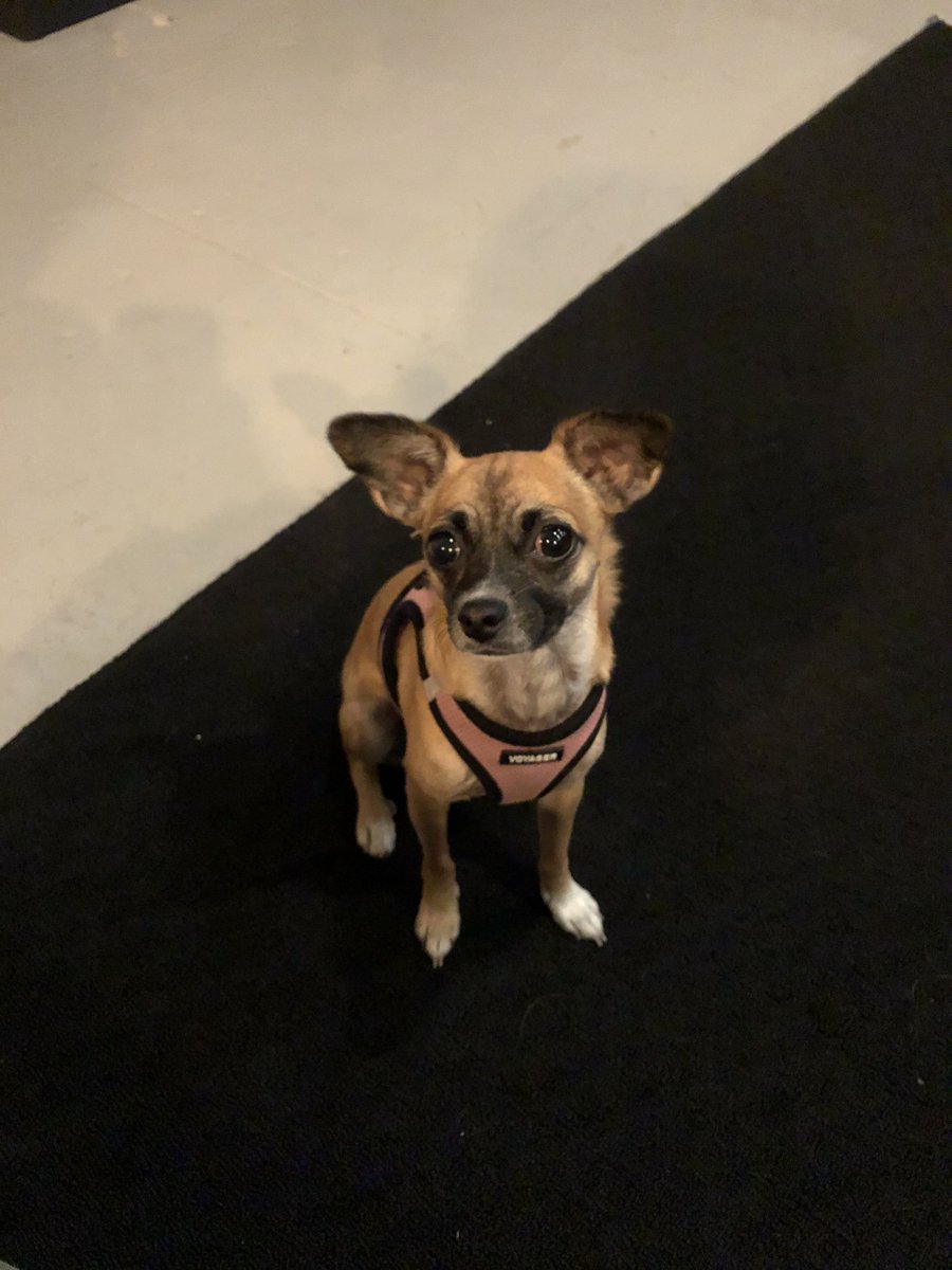 fullenglishpost's tweet photo. Say hello to Full English Post's Runner...she's cute but makes a horrible cup of tea! #FullEnglishFriday #Studio #postproduction #dogsoftwitter https://t.co/rjJ7HK9aSI
