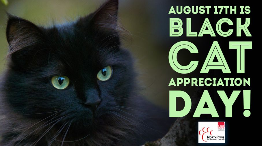 NorthPaws's tweet image. Got a black kitty at home? Show them some extra love today because it is Black Cat Appreciation Day! #blackcatappreciation