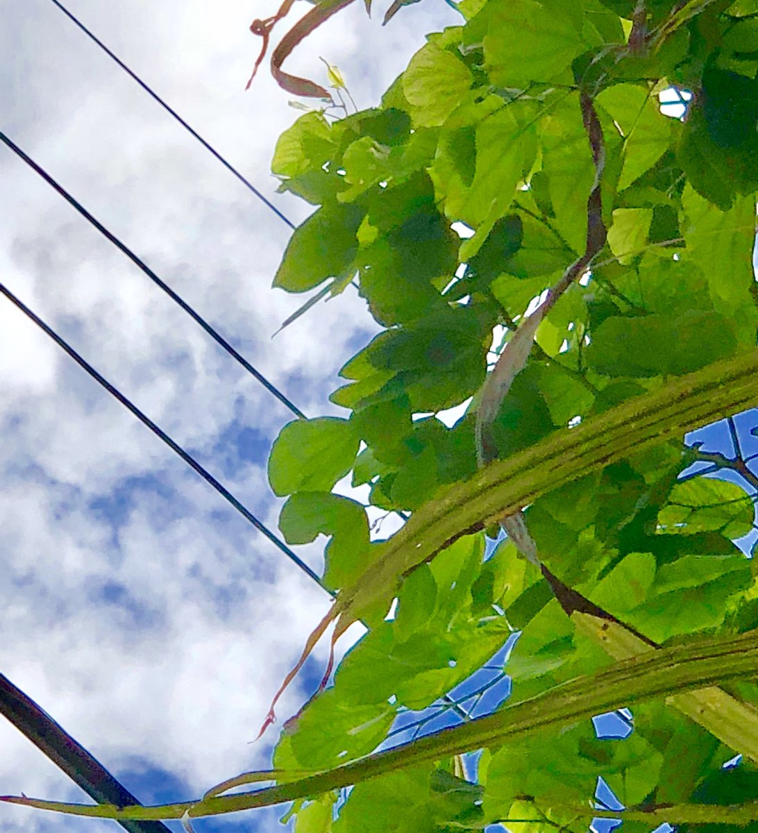 kenforflorida's tweet photo. Met w #FPL today to learn about tree risks. #rememberIRMA and get those trees trimmed. If any branches in your yard touch the thin top lines call 800-226-3545 and FPL will send someone out to trim up to 10’ back from top line and 8’ back from mid lines. @CityofMiami https://t.co/qJIud9zGcO