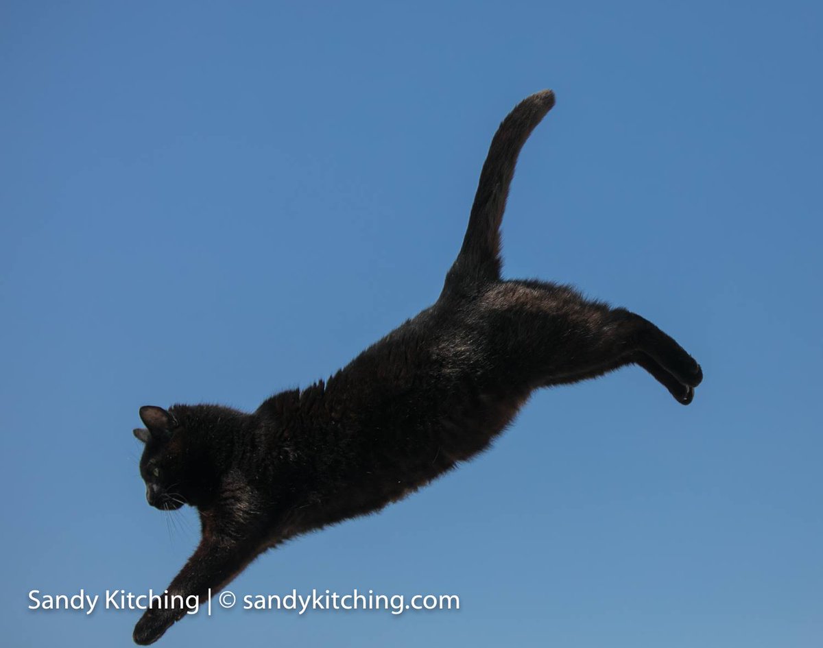 sandykitching's tweet photo. #BlackCatAppreciationDay Rogeeeer leaps https://t.co/ZphQN2ZrGR
