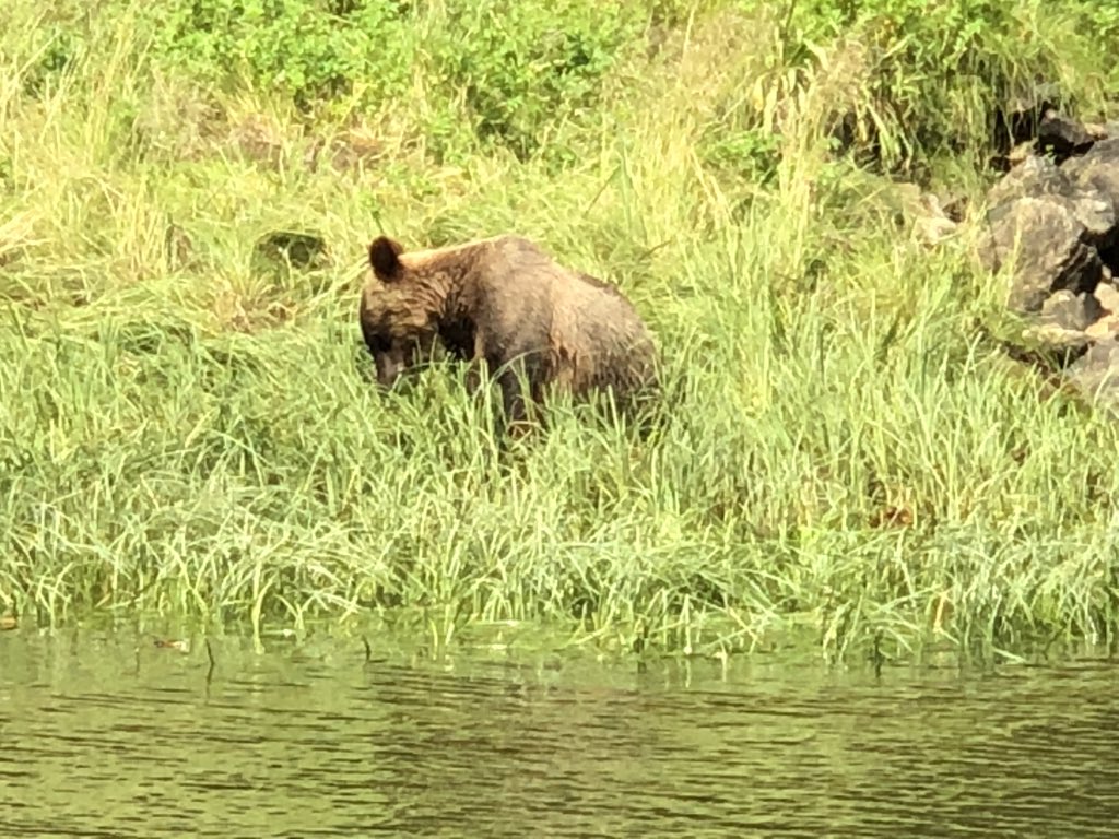 captdh's tweet image. Brady’s new friend Mr Bear.