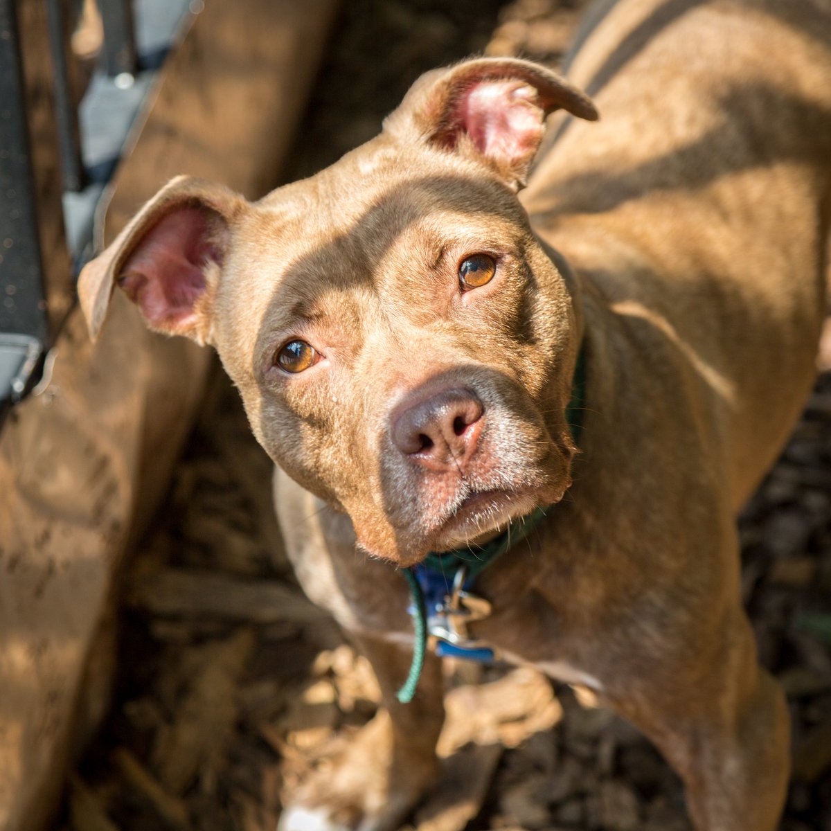 Humane Rescue tweet media