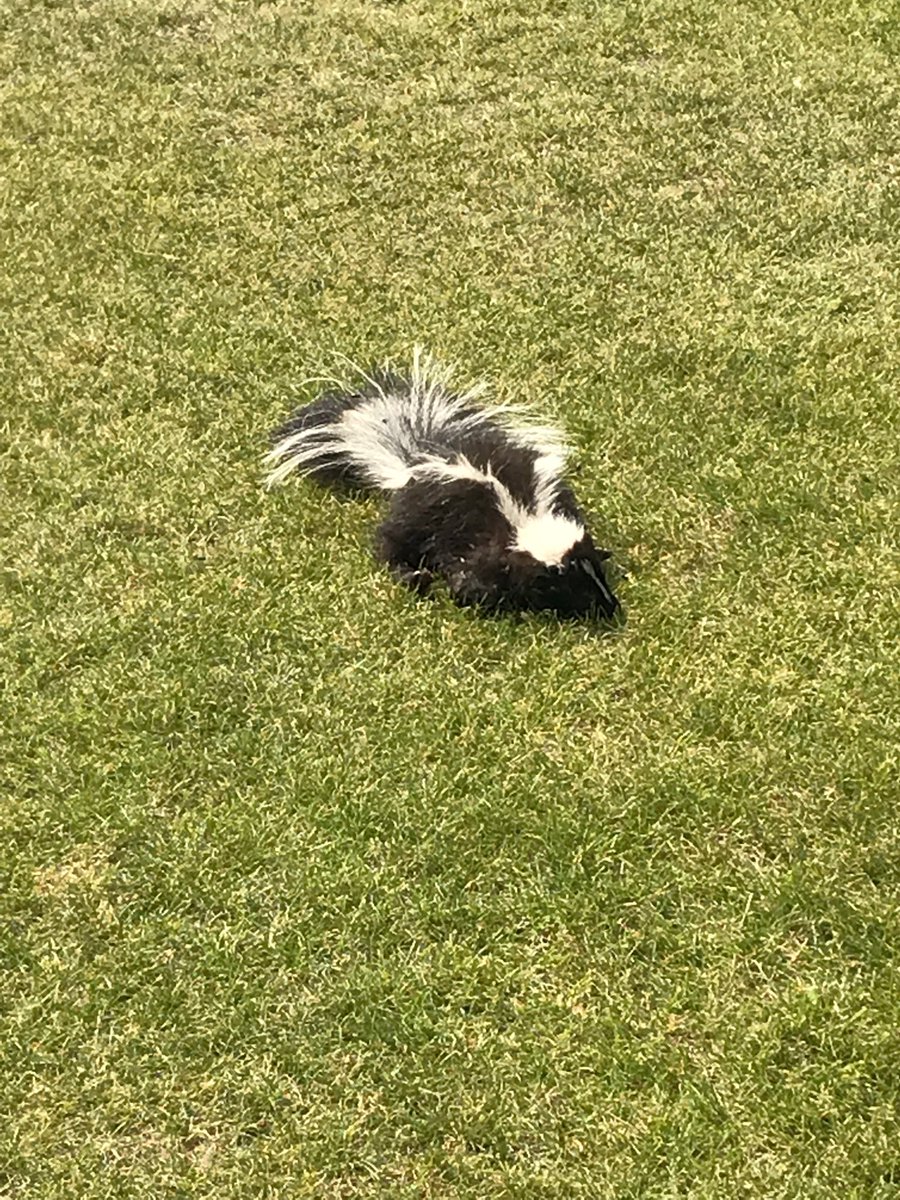 BioAgNeal's tweet image. Free cat available to good home