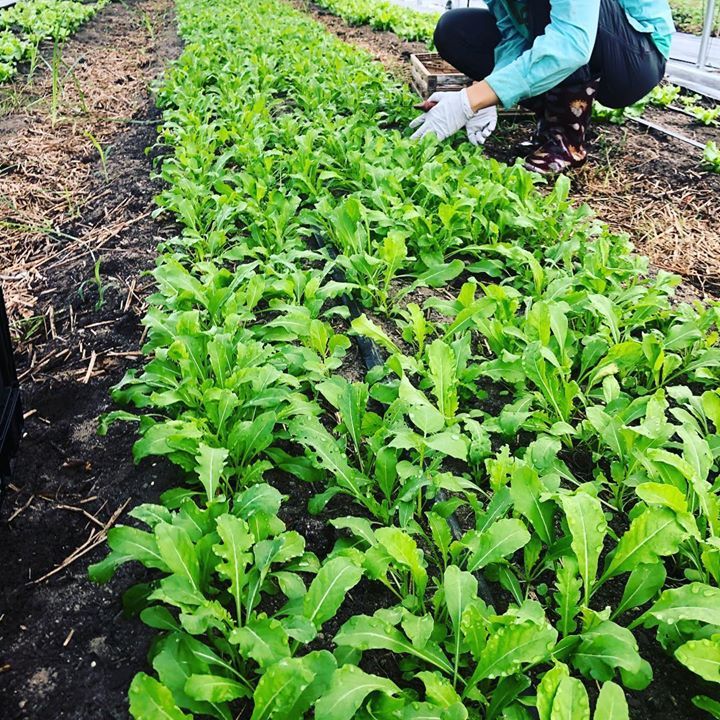 FarmClayton's tweet photo. Arugula is back from Chickadee Farm y’all! And OMG it's so good! Get to market EARLY to get some! https://t.co/Ukp1OyQBUA