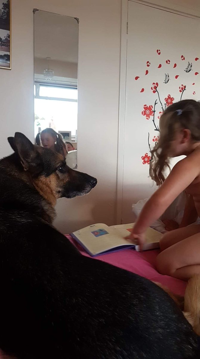 gsrescueelite's tweet photo. Check out our Duke 😍 he spent almost 4 years in kennels and no one would give him a chance but check him out in his foster home having bed time stories read to him ❤🐾 https://t.co/hQ7zptxNcg