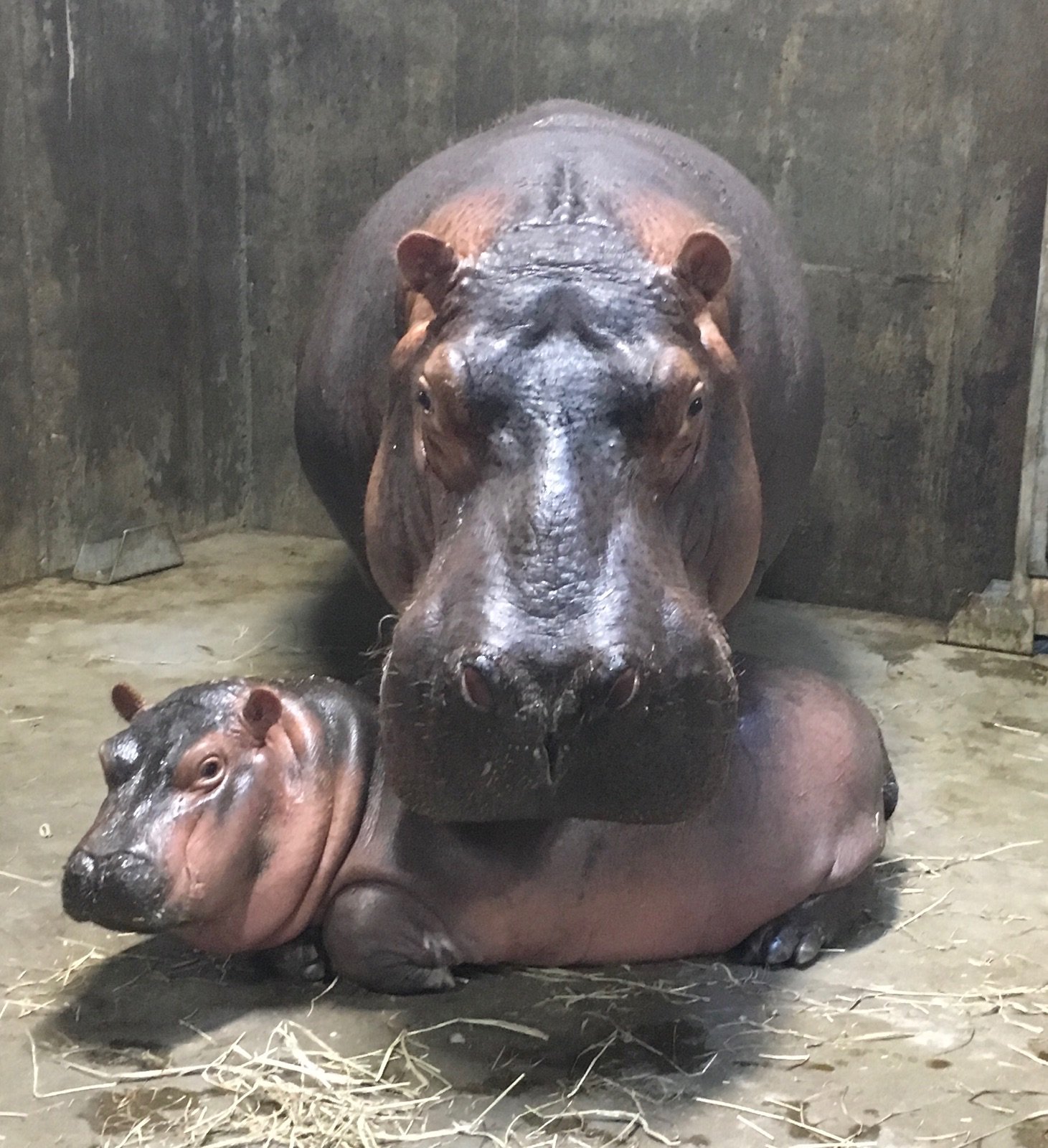 Fiona The Baby Hippo Mama Bibi Am Thicc Legend We Stan Fiona The Baby Hippo Mama Bibi Am Thicc Legend We Stan