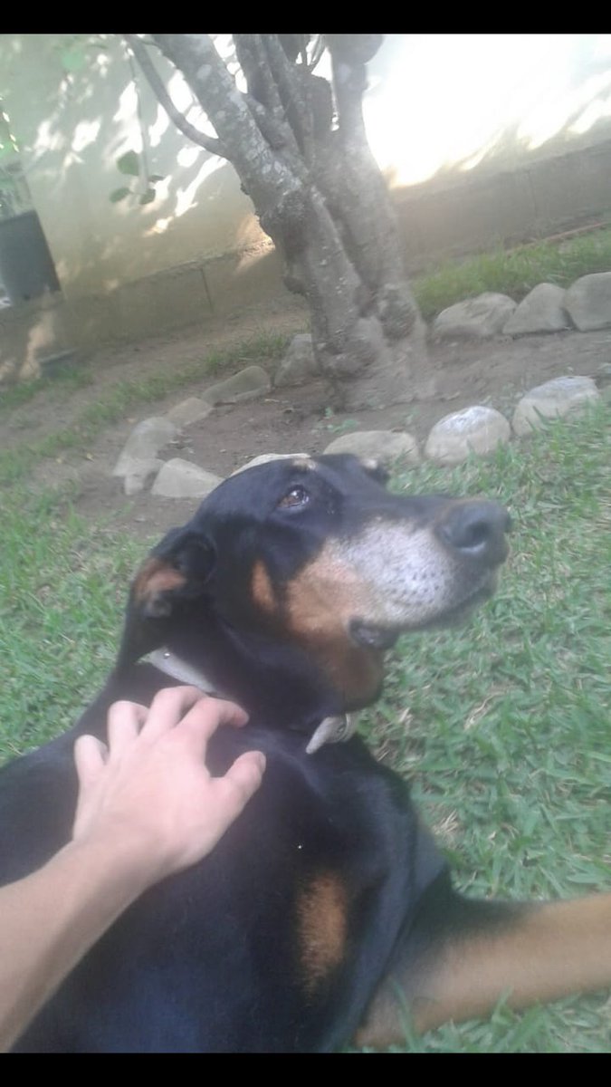 PatoTeja99's tweet photo. Shashita hermosa descansa en paz te amooo https://t.co/hEsehO2rB8