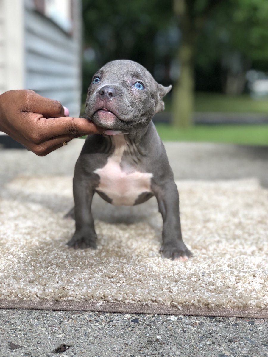 BreadBoi's tweet photo. Ch.Shamrock American Bully pup for sale. 

Tag a dog lover https://t.co/76ZK5dxC95