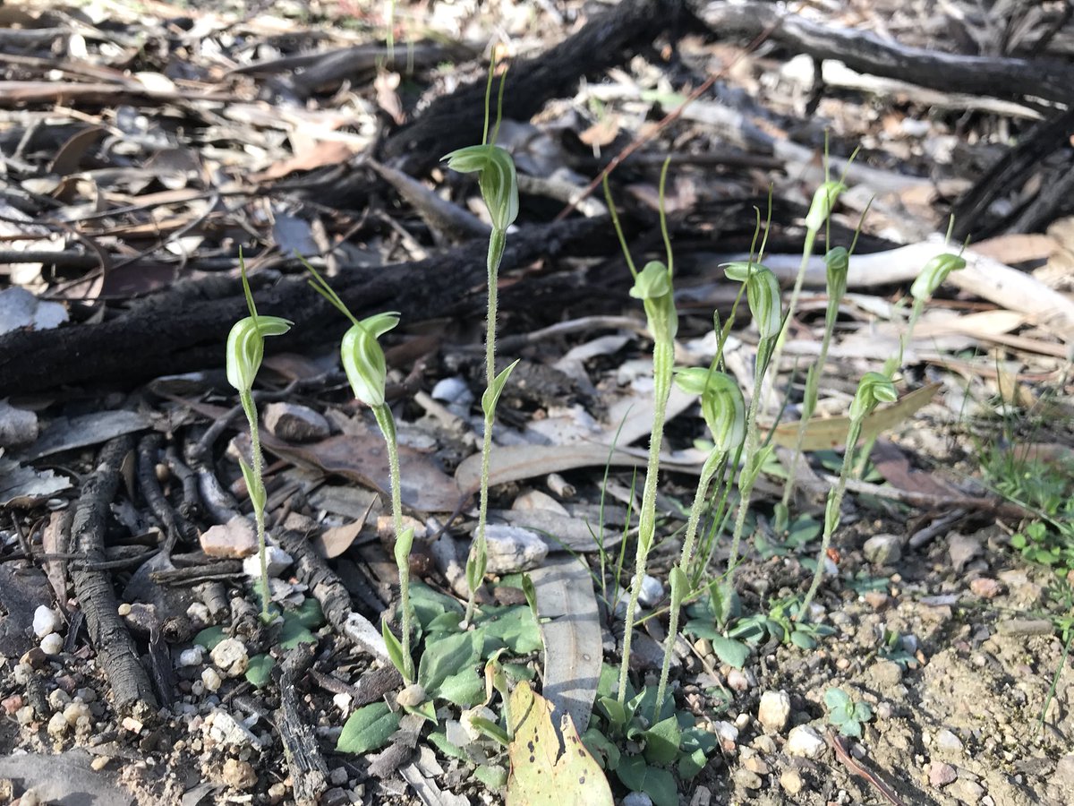 markfrisby_'s tweet photo. Just spotted these little cuties on a walk #greenhood #orchids https://t.co/5DSzlGRTlS