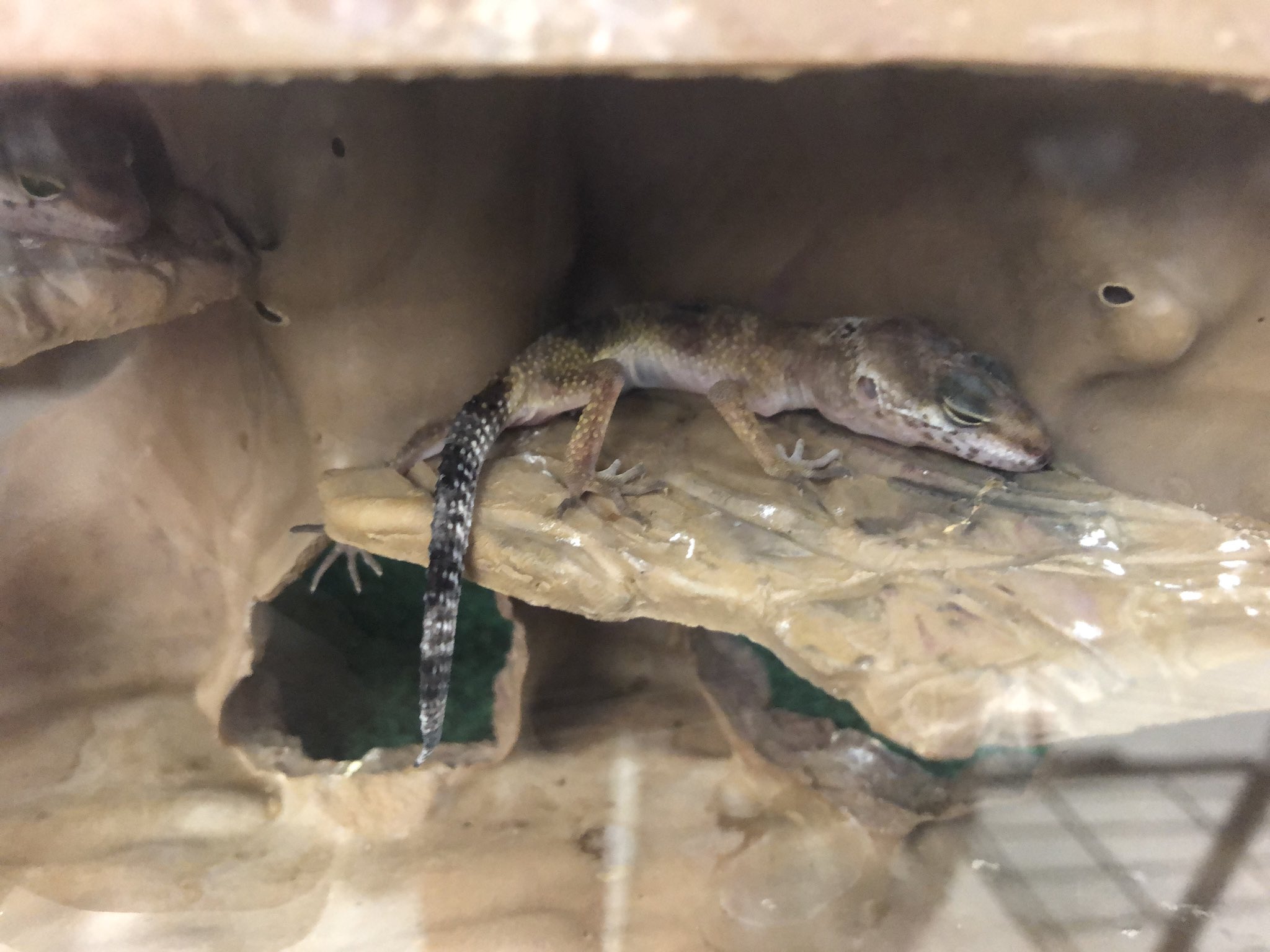 Petco gecko cheap tank