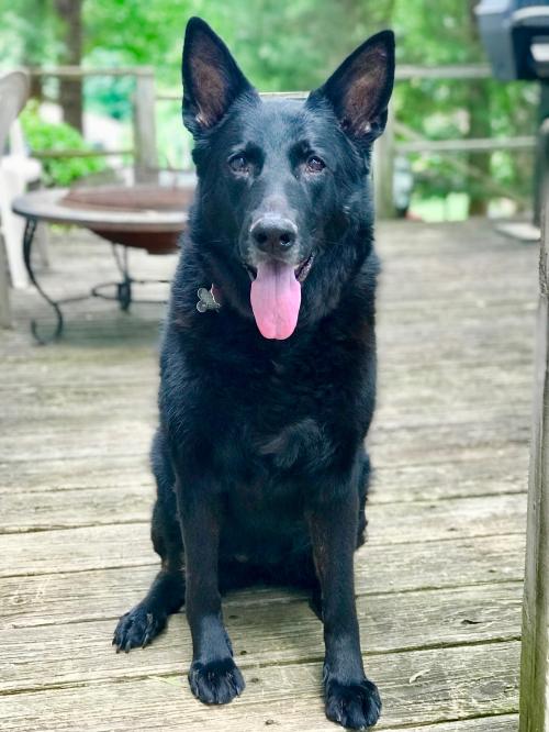 Meet Zoey! She is 7 years old and loves people. Trustworthy in home and learning better manners with other dogs. 
bit.ly/2NuW0EG 
<a href="/SGSRescue/">SGSR</a> #NC #VA #MD