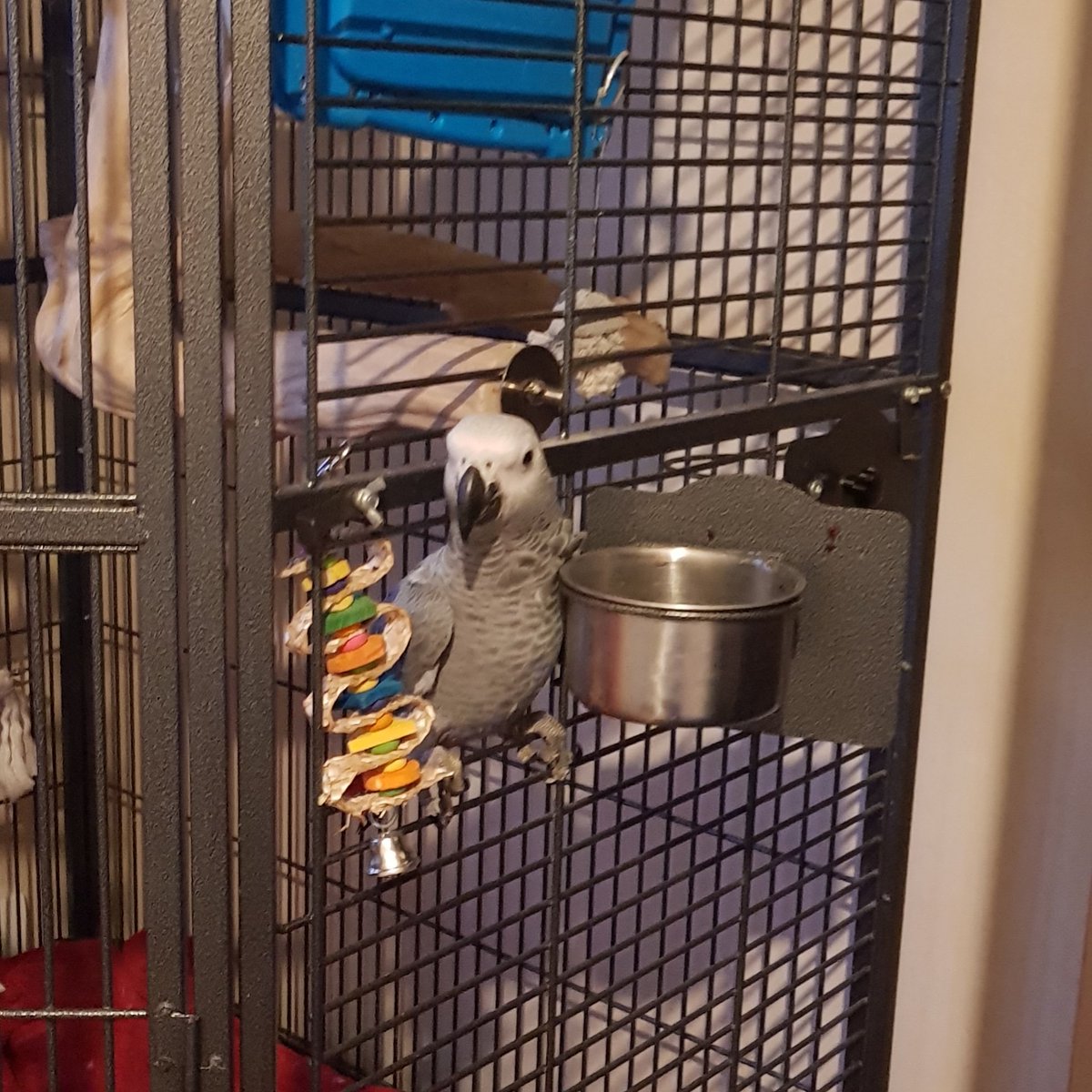 Errrm we have an escape artist already at 5 months old  😂😂😂 #mumble82 #escapee #escapeartist #trouble #africangreyparrots #congogrey #parrotproblems #cleverparrot #cleverbird #africangreysoftwitter  #parrotsoftwitter #5monthsold