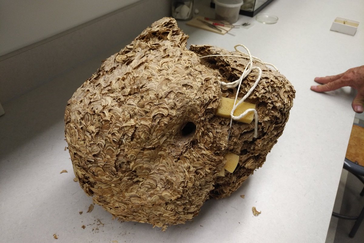 "Most people will have a nest in their yard and they will not know it" - U of A Entomologist tells <a href="/ctvedmonton/">CTV Edmonton</a>.  Says there are tens of thousands of underground wasp nests like this in #yeg.