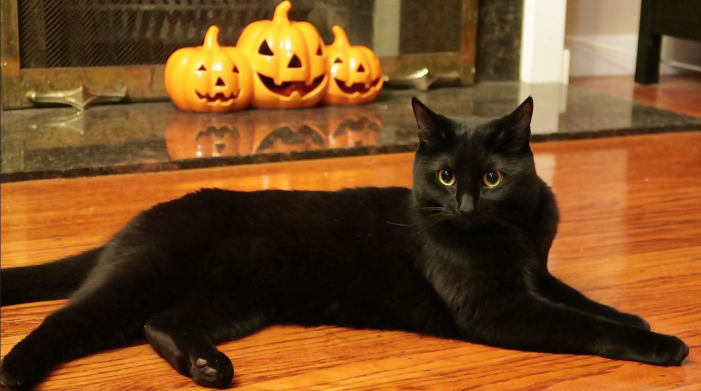 Baylee Jae Blackcatappreciationday My Little Kiki