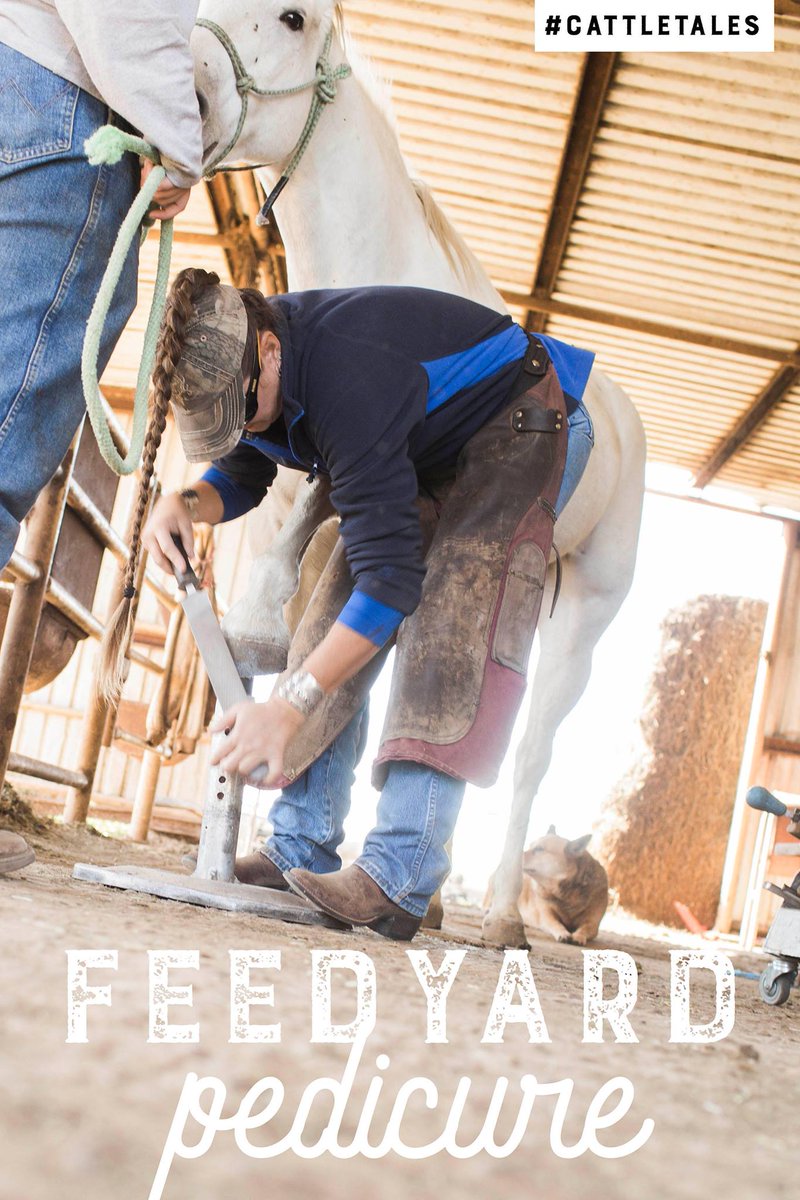 It's finally Friday!
Here's to kicking your boots off and enjoying the weekend, maybe even having a pedicure, because hoof care is a vital part of keeping animals healthy and happy. #ILoveMyFeetDay #CattleTales
