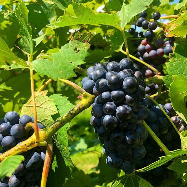ScorchedEarthBr's tweet photo. About a month away from grape harvest! #vineyard #grapes #illinoisvineyard #leafpruning #grapebeer #summerinillinois #barrelaged #sourbeer #illinoismade #scorchedearthbrewing https://t.co/IzwCxmMROO https://t.co/Ff8F2lgqm4