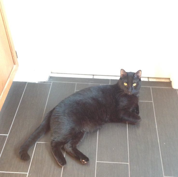 mvster_sword's tweet photo. Honor my lasagna for #NationalBlackCatDay #SweetP #bigbb https://t.co/GQAxoDaB6l