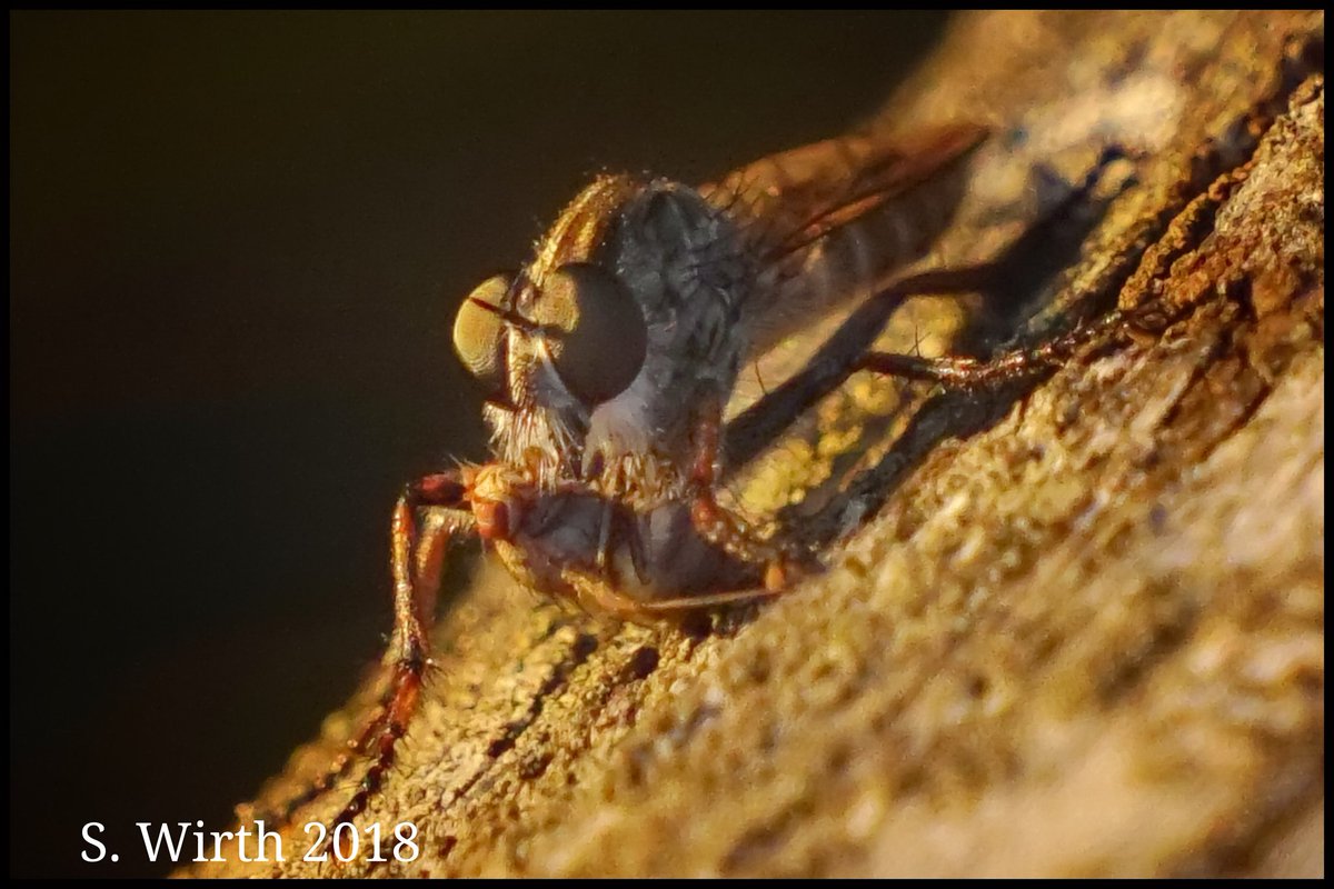 wirthstef's tweet photo. #robberfly #Machimus as #close-up on a #wooden #fence with #prey at  #Berlin #urban #naturereserve #Köppchensee #August 2018 Copyrights #Stefan #F. #Wirth #Asilidae 
#macro #colorful #photography #nature #naturelover #macrophotography #photographer #photographylovers #art https://t.co/B4aF0ZkYDC