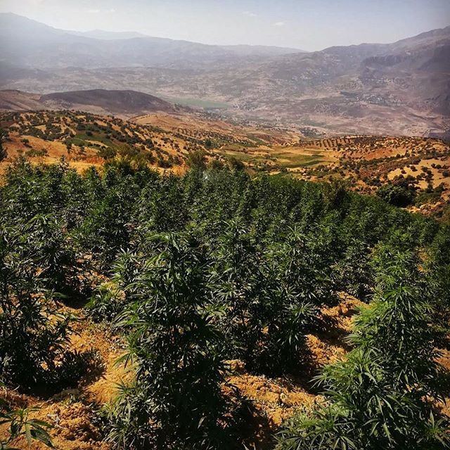 livetheplant tweet media