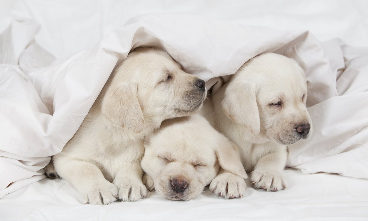 medipetscbd's tweet photo. Puppy love for the Win. MediPets CBD for the Health. Take care of your little pups, use code "TRYPETS" when doing it and get 50% off your first purchase! #MediPets #petCBD #CBD #puppies #pets #dogs #cats #petwellness #pethealth https://t.co/WjVv5BsV9x https://t.co/RiP0hiMBg9