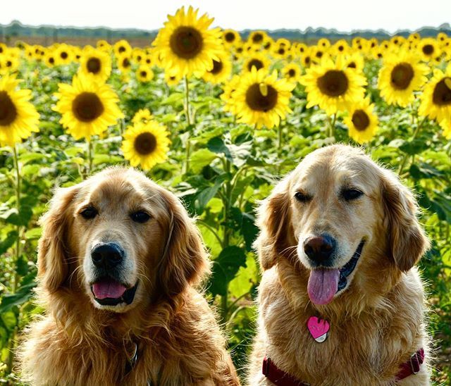Find some sunshine this weekend!
🐾🌻
#stopandsmelltheflowers #fieldsofgold #sunflower #sunflowers #getoutside #flowers #happiness #happy #sunshineonacloudyday #doglife #thegreatoutdogs #gold #rescuedog #goldenretriever #golden #cutchogue #nofo #northf… ift.tt/2OGok7M