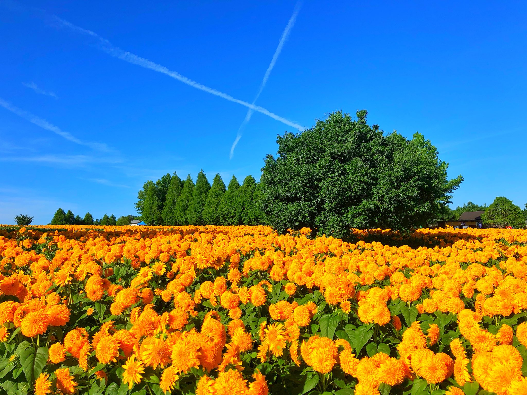 世羅高原農場 公式 平成最後の夏 ひまわりの夏はまだ終わらない 目に焼きつくほどの夏色の絶景をご覧ください ひまわりまつり8月22日まで開園 T Co Iwvvo6y8dy 世羅高原 世羅高原農場 ひまわり ひまわりまつり ひまわり ひまわり畑