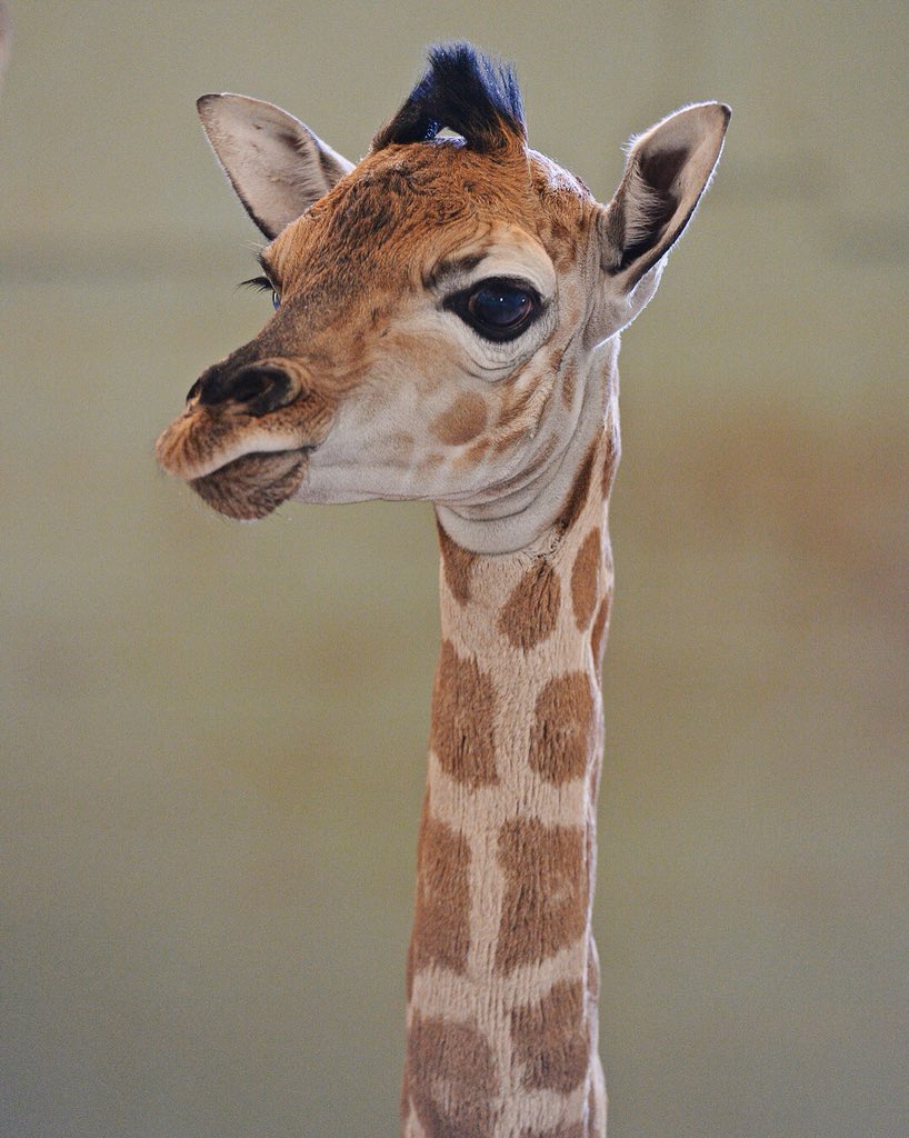AustraliaZoo's tweet photo. Introducing our newest member of the #AustraliaZoo family. This gorgeous girl has only spent a couple of days on this earth but has already melted hearts around the world 💕🦒 https://t.co/F8UvgovT3P
