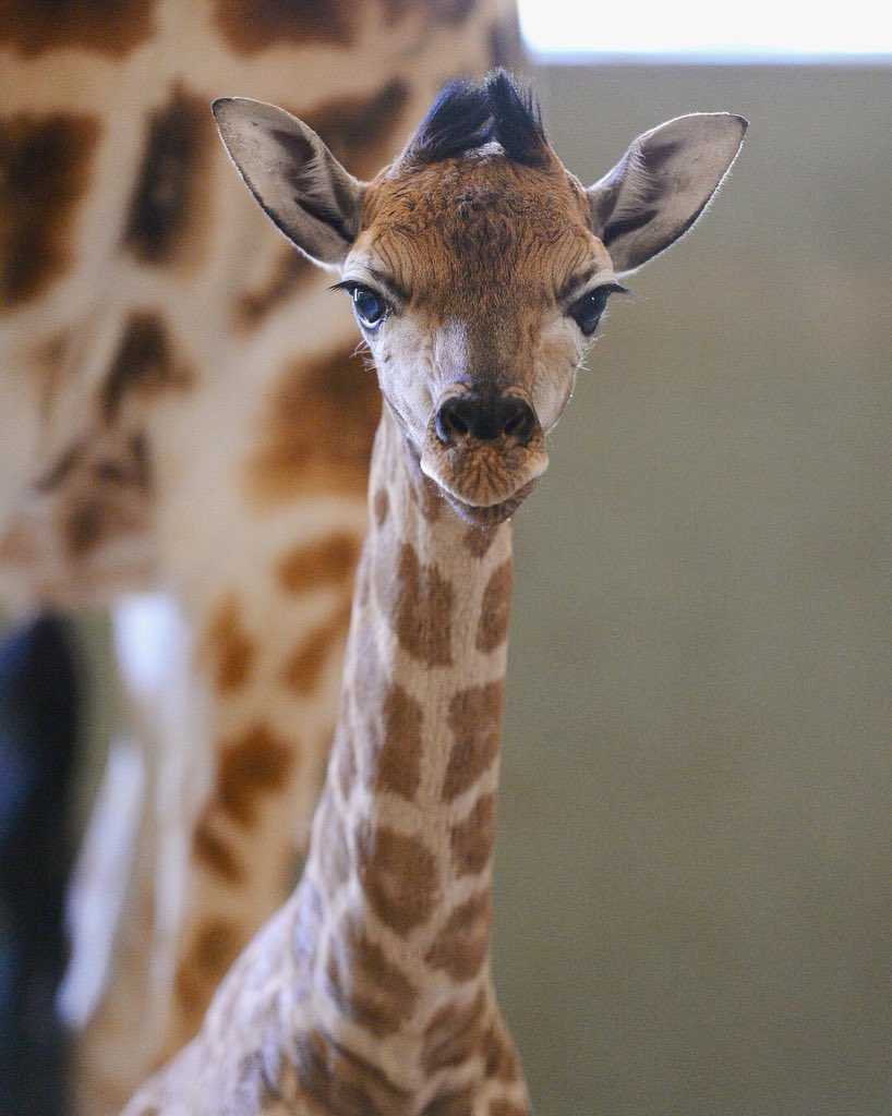 AustraliaZoo's tweet photo. Introducing our newest member of the #AustraliaZoo family. This gorgeous girl has only spent a couple of days on this earth but has already melted hearts around the world 💕🦒 https://t.co/F8UvgovT3P