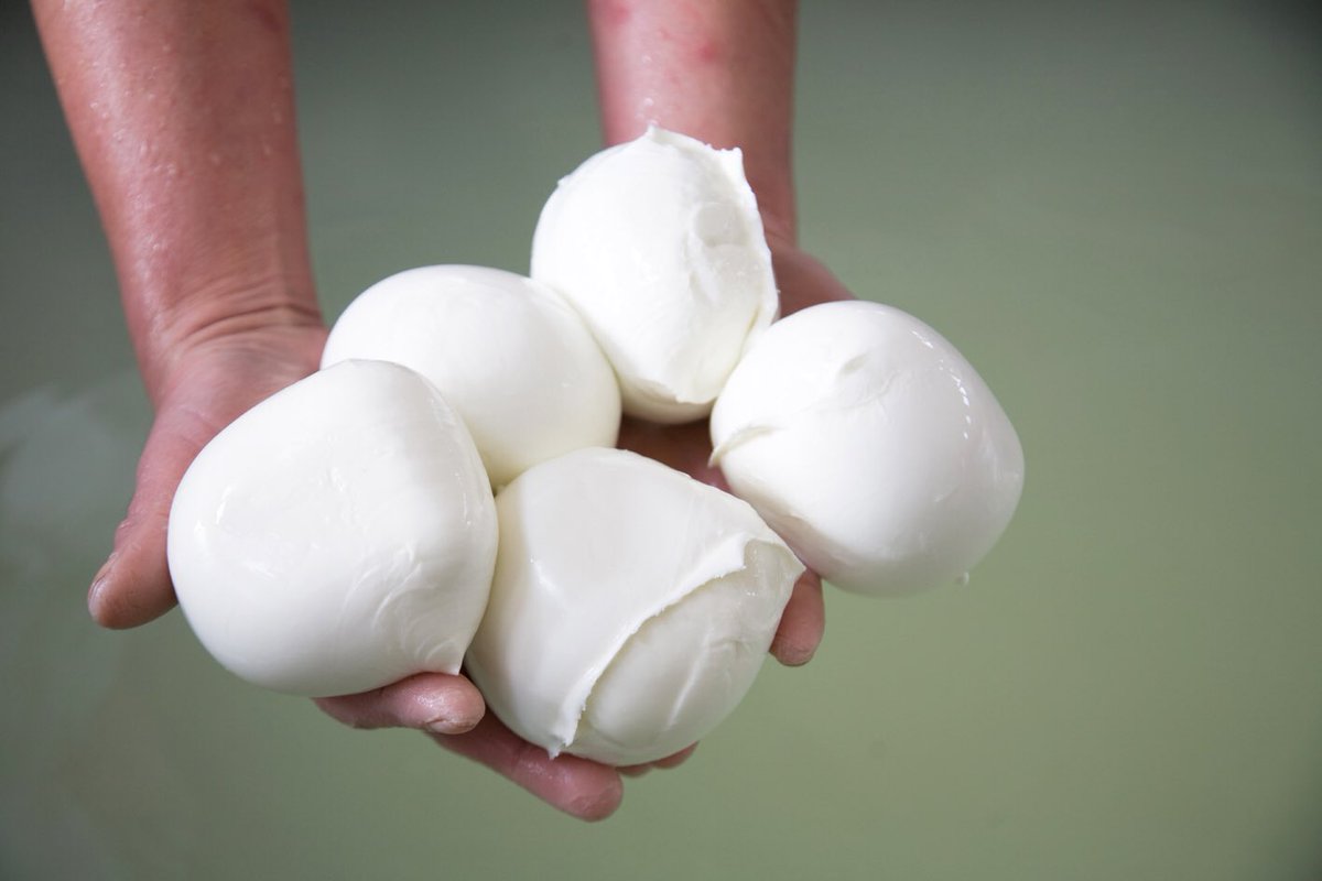 FormaggioICS's tweet image. If we had to give up cheese or chocolate, we'd give up chocolate in a heartbeat! 🇮🇹🧀❤️ #CheeseDreams #mozzarella