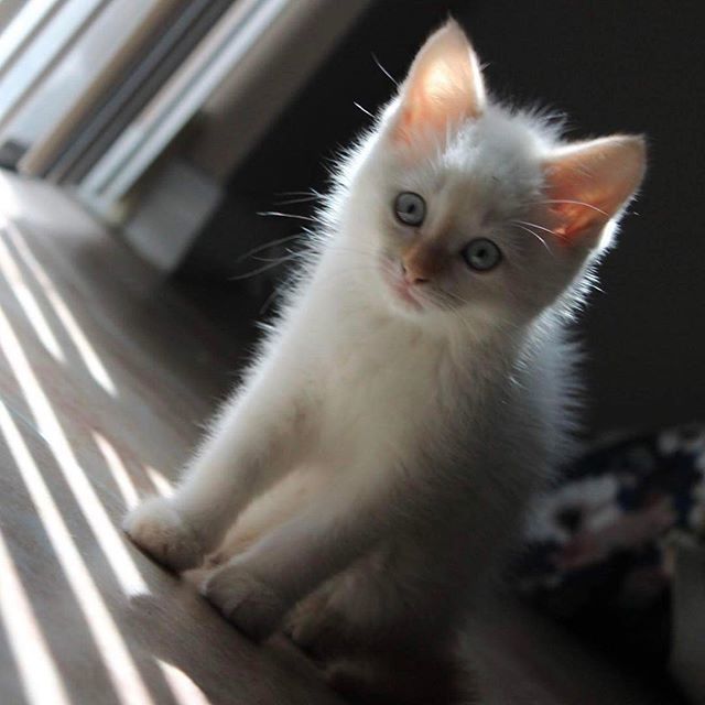 “Curiosity killed the cat.”
#cat #lovecats #catsagram #cats #kitty ift.tt/2vTUplz